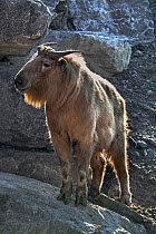 Golden takin (Budorcas taxicolor bedfordi) on rocks, captive, native to the Peoples Republic of China and Bhutan.