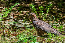 European honey buzzard (Pernis apivorus) foraging on the ground in forest, Bavarian Forest National Park, Germany, May. Captive.
