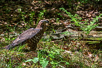 European honey buzzard (Pernis apivorus) foraging on the ground, Bavarian Forest National Park, Germany, May. Captive.