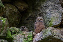 Three Eurasian eagle owl (Bubo bubo) chicks / fledglings sitting in nest on rock ledge in cliff face, Bavarian Forest National Park, Germany, May. Captive.