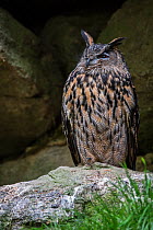 Eurasian eagle owl (Bubo bubo) sitting on rock ledge in cliff face, Bavarian Forest National Park, Germany, May. Captive.
