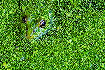 Edible frog (Pelophylax esculentus) among duckweed in pond, La Brenne, France, June