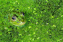 Edible frog (Pelophylax esculentus) among duckweed in pond, La Brenne, France, June