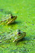 Two Edible frogs (Pelophylax esculentus) among duckweed in pond, La Brenne, France, June