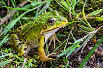 Edible frog (Pelophylax esculentus) on land, La Brenne, Indre, France, June