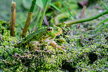 Edible frog (Pelophylax esculentus) sitting among duckweed in pond, Indre, France, June.