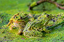 Two Edible frogs (Pelophylax esculentus) among duckweed in pond, La Brenne, Indre, France, June