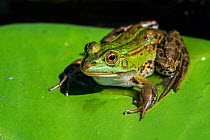 Edible frog (Pelophylax esculentus) sitting on lily pad, La Brenne, Indre, France, June