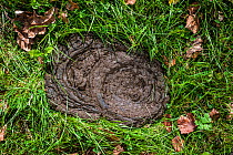 Cow dung / cow pat (Bos taurus) in meadow