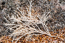 Common Coral Weed / Coralweed (Corallina officinalis) washed ashore on beach, Normandy, France. September