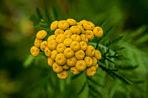 Common tansy (Tanacetum vulgare) in flower, Belgium