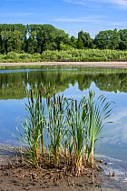Common bulrush (Typha latifolia) in summer along lake, Belgium, August