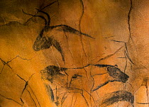 Replica of prehistoric rock paintings of the Chauvet Cave. Replica in Nationalparkzentrum Falkenstein, Bavarian Forest NP, Germany. Showing extinct Cave lion and Auroch bull (Bos primigenius) Editoria...