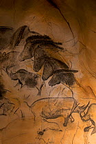 Replica of prehistoric rock paintings of the Chauvet Cave. Replica in Nationalparkzentrum Falkenstein, Bavarian Forest NP, Germany. Showing extinct animals: woolly rhinoceros (Coelodonta antiquitatis)...
