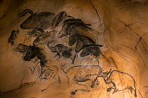 Replica of prehistoric rock paintings of the Chauvet Cave. Replica in Nationalparkzentrum Falkenstein, Bavarian Forest NP,. Showing extinct animals: woolly rhinoceros (Coelodonta antiquitatis), wild h...