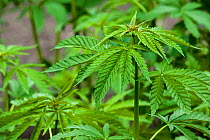 Cannabis / hemp (Cannabis sativa) plants growing  in plantation, June