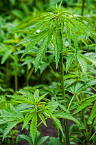 Cannabis / hemp (Cannabis sativa) plants growing  in plantation, June