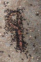 Black garden ants (Lasius niger) foraging on dead earthworm, Italy, June