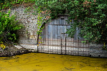 Locked wooden door of brick vault over stream, hibernation site for bats in nature reserve, Bourgoyen-Ossemeersen, Ghent, Belgium, August.