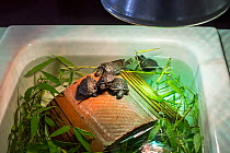 Baby European pond turtles (Emys orbicularis) kept under hot lamp in basin, at breeding program at the Haute Touche Zoological Park, La Brenne, Indre, France, June 2015.
