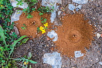 Cone shaped sand pit traps of Antlions (Myrmeleontidae2, La Brenne, Indre, France, June
