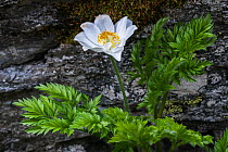 Alpine pasqueflower (Pulsatilla alpina) in flower, Italian Alps, Gran Paradiso National Park, Italy, June