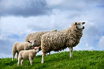 Texel sheep ewes with lambs in meadow, Texel Island, Wadden Sea, the Netherlands, May
