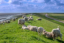 Flock of Texel sheep with lambs grazing on sea dyke, Texel Island, Wadden Sea, the Netherlands, May