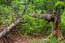 Storm damage in forest showing broken tree trunks, snapped by hurricane winds, Bavarian forest, Germany
