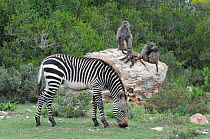 Mountain zebra (Equuas zebra zebra) and Chacma baboons (Papio hamadryas ursinus) DeHoop Nature Reserve, Western Cape, South Africa.