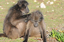 Chacma baboon (Papio ursinus) female grooming female. DeHoop Nature Reserve, Western Cape, South Afgrica.