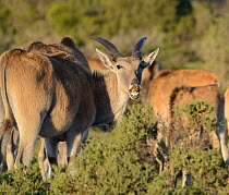 Young bull Eland (Tragelaphus oryx) scenting surrounding cows. DeHoop Nature Reserve, Western Cape, South Africa.