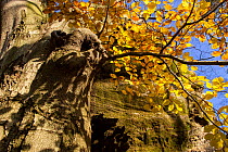 European beech tree (Fagus sylvatica) in autumn, Sachsische Schweiz / Saxon Switzerland National Park, Germany, October.