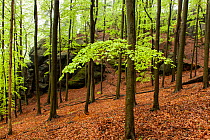 European beech (Fagus sylvatica) forest, Grober Winterberg, Sachsische Schweiz / Saxon Switzerland National Park, Germany, May 2010.
