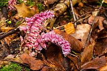 Common toothwort, (Lathraea squamaria) flower, Sachsische Schweiz / Saxon Switzerland National Park, Germany, April.