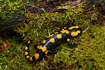 Fire salamander  (Salamandra salamandra) Sachsische Schweiz / Saxon Switzerland National Park, Germany, April.