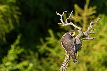 Peregrine falcon (Falco peregrinus), Sachsische Schweiz / Saxon Switzerland National Park, Germany, May.