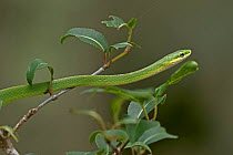 Rough green snake (Opheodrys aestivus), Maryland, USA, July.