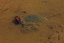 Spotted turtle (Clemmys guttata) in water, Virginia, USA.