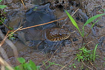 Northern water snake (Nerodia sipedon) Virginia, USA.