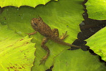 American bullfrog (Lithobates catesbeianus) froglet with tail, Washington DC, USA, July.