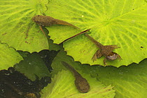 American bullfrog (Lithobates catesbeianus) tadpole and froglet among waterlily pads, Washington, District of Columbia, USA. July.