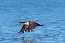 Double-crested cormorant (Phalacrocorax auritus) firs year bird in flight, Fort Myers Beach, Florida, USA, March.