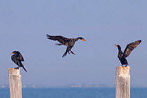 Double-crested cormorants (Phalacrocorax auritus) group of three, two perched on posts and one in flight, Fort Myers Beach, Florida, USA, March.
