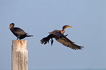 Double-crested cormorants (Phalacrocorax auritus) one perched, and one in flight, Fort Myers Beach, Florida, USA, March.