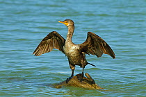 Double-crested cormorant (Phalacrocorax auritus) drying wings,  Fort Myers Beach, Florida, USA, March.