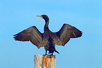 Double-crested cormorants (Phalacrocorax auritus)  stretching wings, Fort Myers Beach, Florida, USA, March.