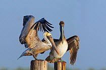 Brown pelican (Pelecanus occidentalis) two on post, Gulf Coast, Florida, USA, March.