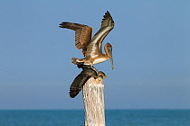 Brown pelican (Pelecanus occidentalis) landing on Cormorant (Phalacrocorax auritus) Gulf Coast, Florida, USA, March.