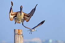 Brown pelican (Pelecanus occidentalis) coming into land on post with Laughing gull (Larus atricilla), Gulf Coast, Florida, USA, March.